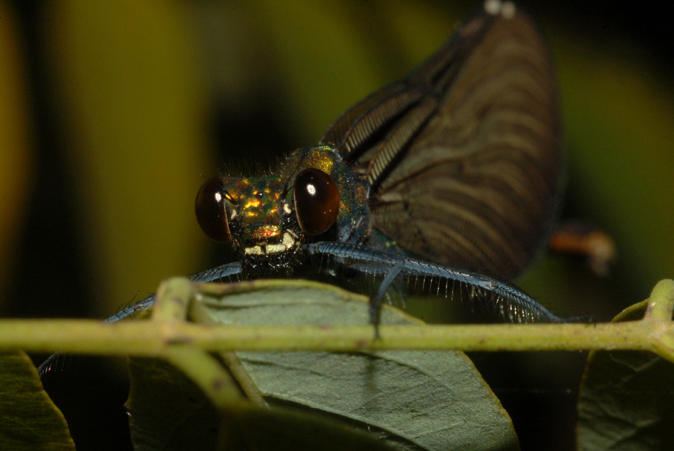 avvistamento del 21-11-09: calopteryx virgo